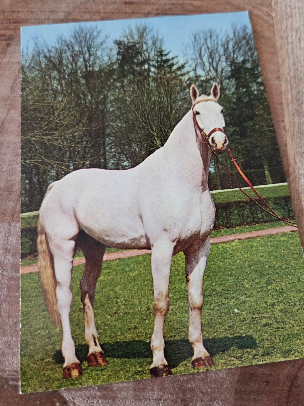 Wit Paard, Verzamelen, Verzenden, 1960 tot 1980, Gelopen, Paard