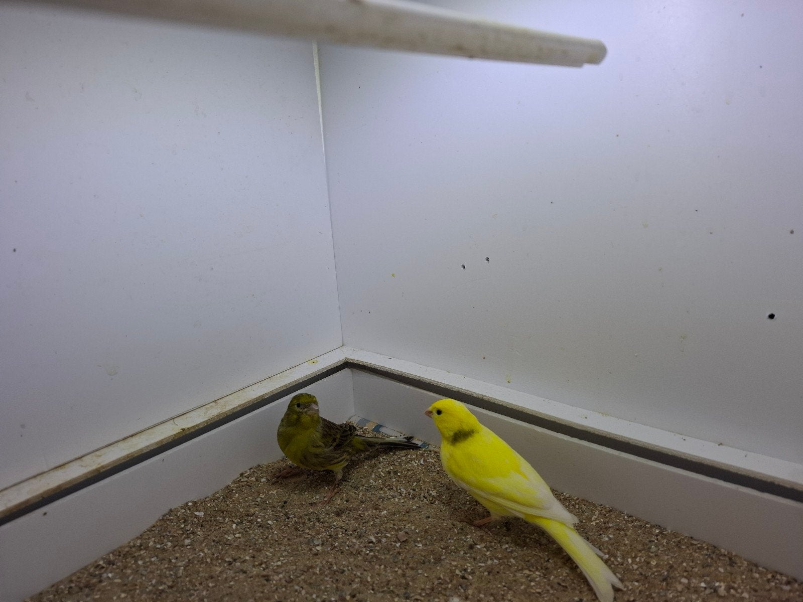 diverse kanaries te koop!, Meerdere dieren