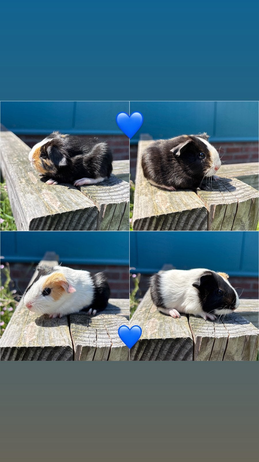 Langharige cavia broertjes (25 juni), Dieren en Toebehoren, Cavia, Juni, Mannelijk, Tam
