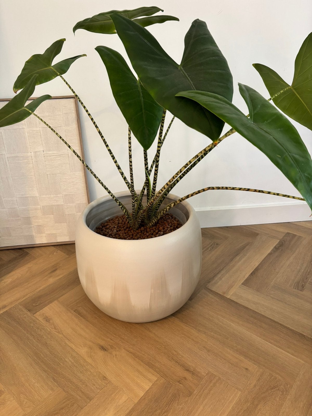 Zebrina plant incl. pot Intratuin, Ophalen, Halfschaduw, Minder dan 100 cm