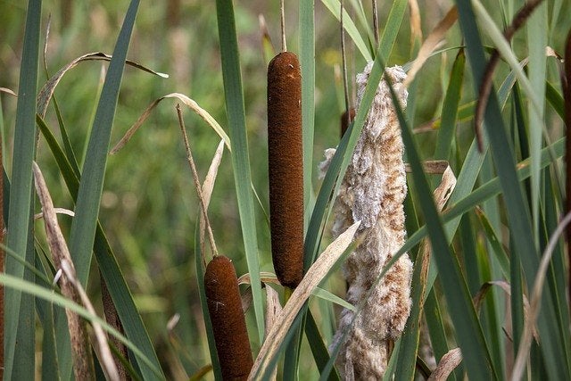 Bio zaden Grote lisdodde - Typha latifolia | Inheems, Verzenden, Voorjaar, Volle zon, Zaad