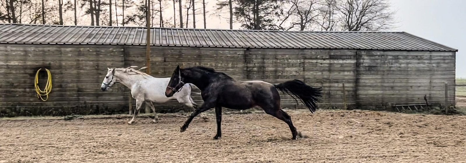 Weidemaatje zoekt forever home, Weidegang, 1 paard of pony