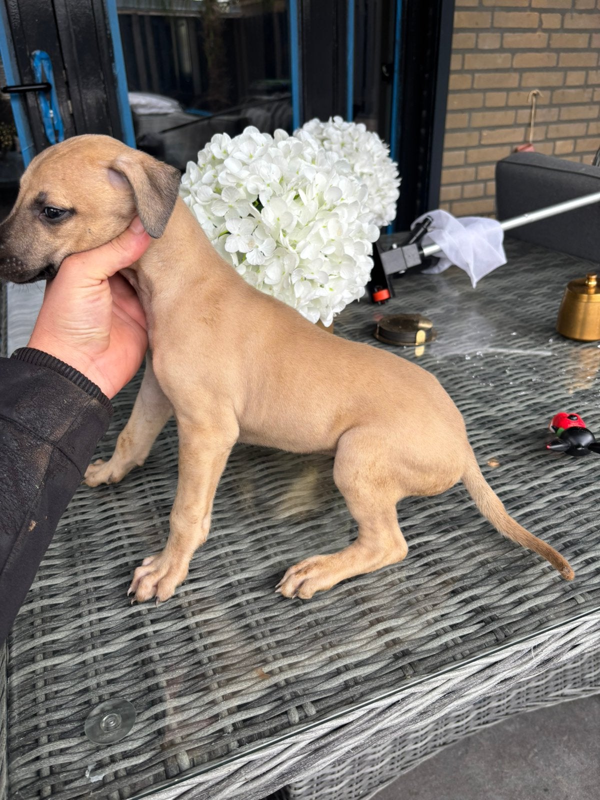 whippet  whindhond pups, Rabiës (hondsdolheid), Whippet, Reu, Eén hond