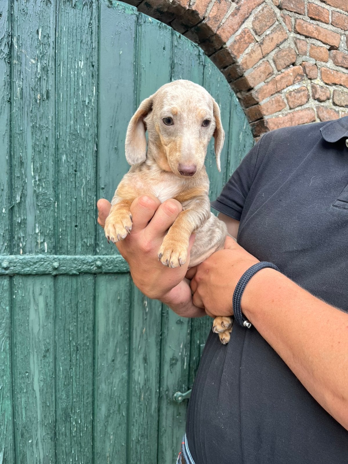 Dwerg teckel pups!, Parvo, 8 tot 15 weken, Korthaar, Dwerg