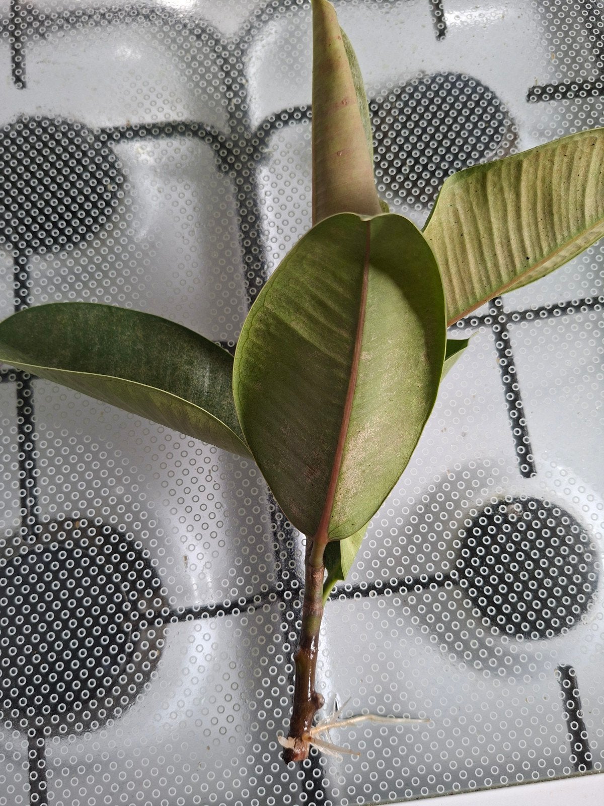 Ficus Elastica stekje met wortels, Ophalen, Overige soorten, Volle zon