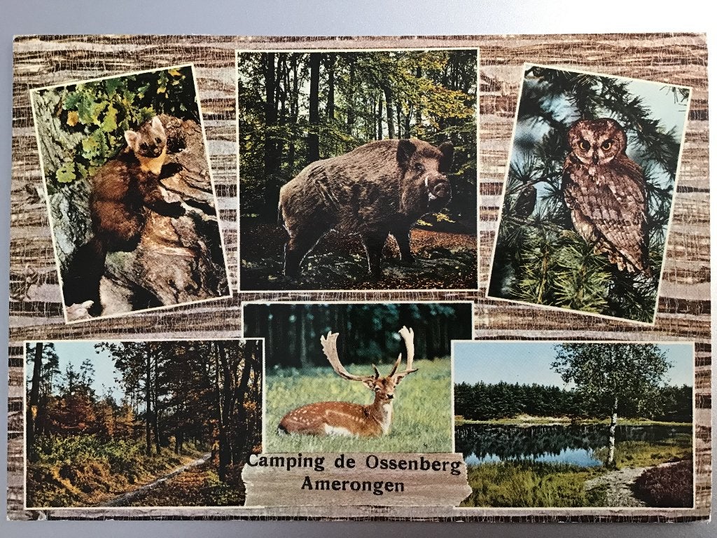 Ansichtkaart Camping de Ossenberg Amerongen, Verzamelen, Ansichtkaarten | Nederland, Ophalen of Verzenden, 1960 tot 1980, Gelopen