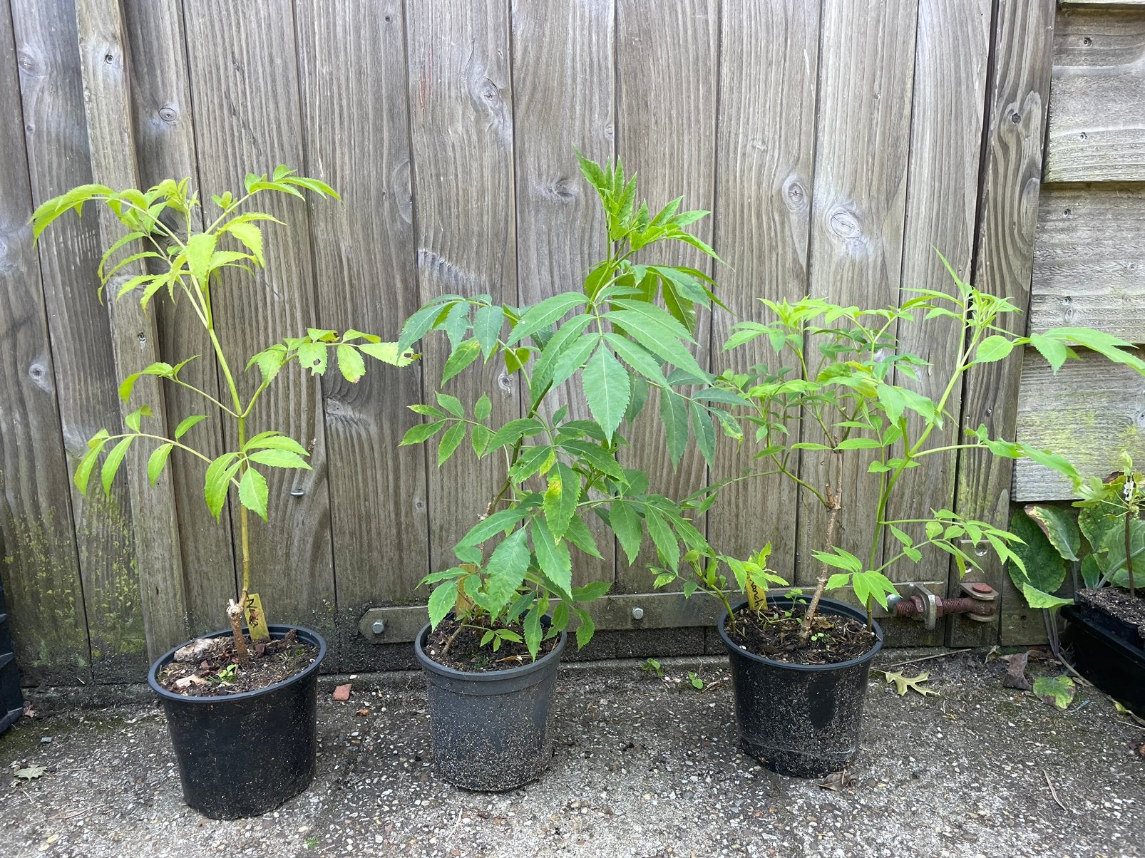 Sambucus canadensis (Ranch, York, Nova), Tuin en Terras, Planten | Fruitbomen, Overige soorten, Minder dan 100 cm, Zomer, Ophalen of Verzenden