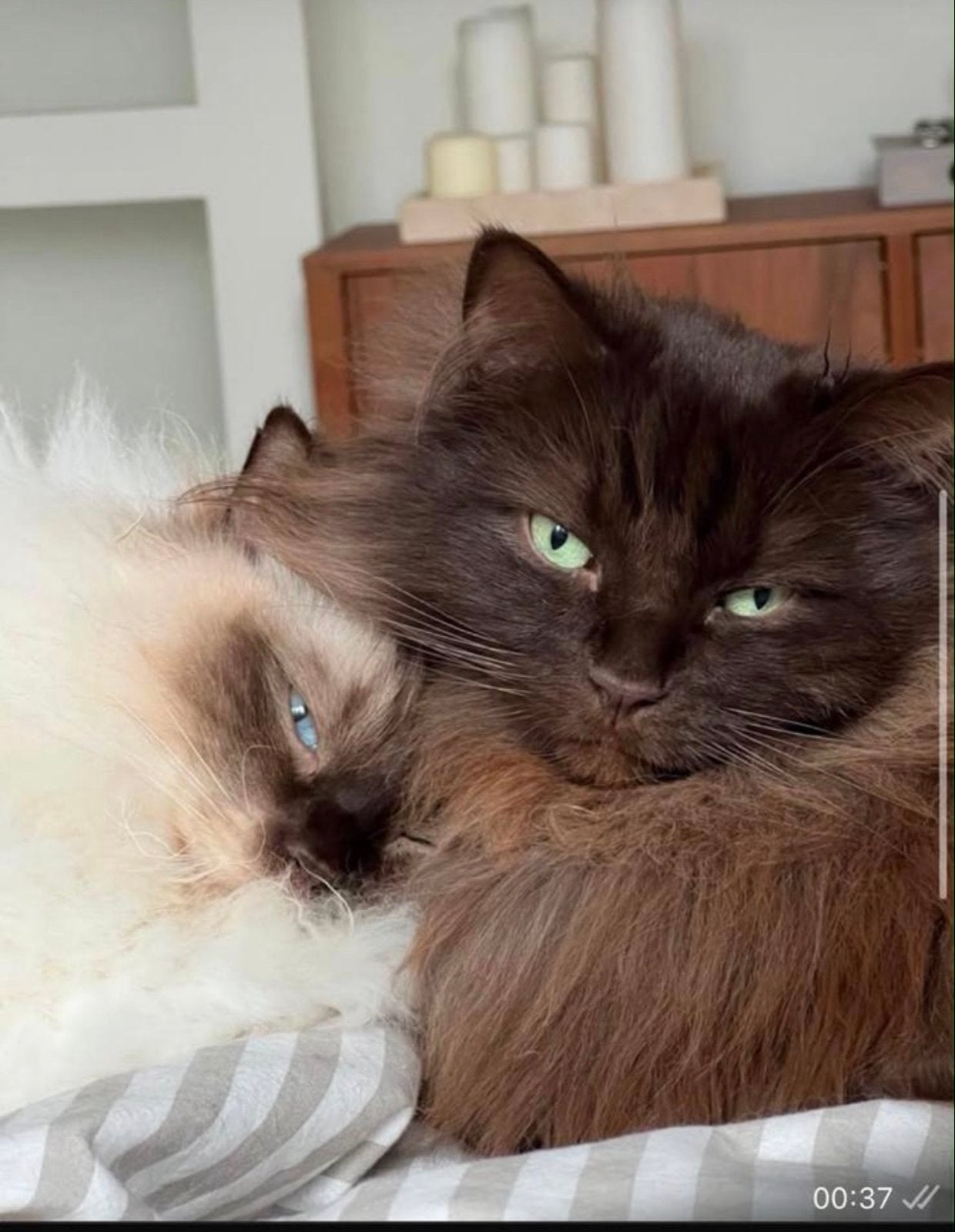 Prachtig Ragdoll Koppel 3.5 jaar, Meerdere dieren
