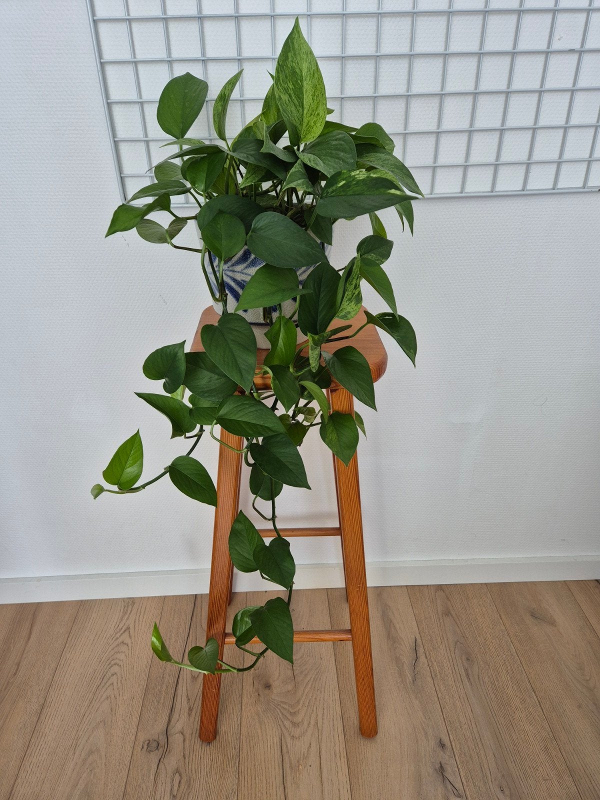 Grote hangplant Epipremnum pinnatum Drakenklimop, Ophalen, Overige soorten, Halfschaduw, Minder dan 100 cm