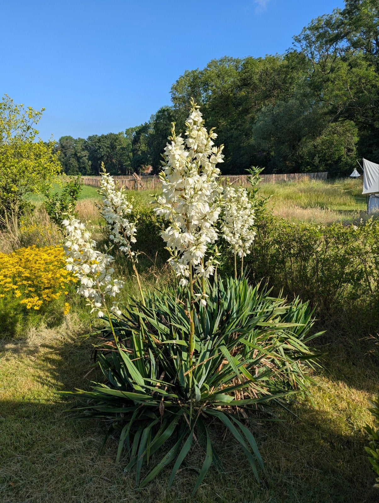 Gratis af te halen: grote bloeiende Yucca's (palmlelies), Tuin en Terras, Planten | Bomen, Overige soorten, 100 tot 250 cm, Zomer