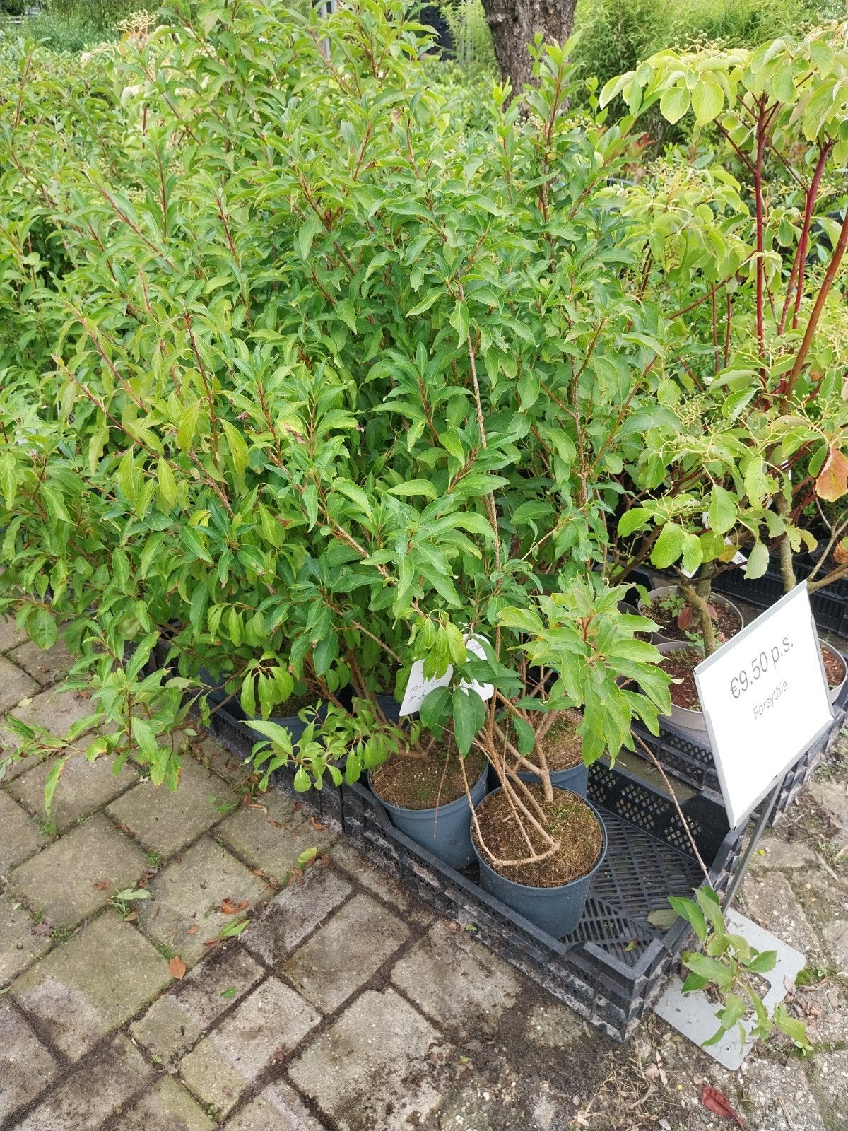 Forsythia 'Lynwood Gold' - 80-120 cm hoog, Ophalen, Overige soorten