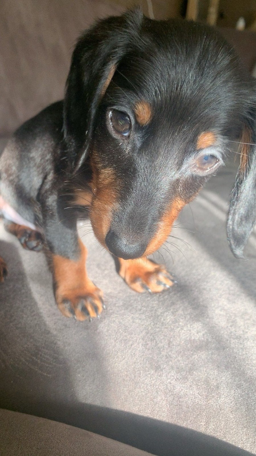 😍Lief Blacktan reutje verhuizen mag gelijk nu😍, Dieren en Toebehoren, Honden | Teckels en Dashonden, Reu, 8 tot 15 weken, Korthaar