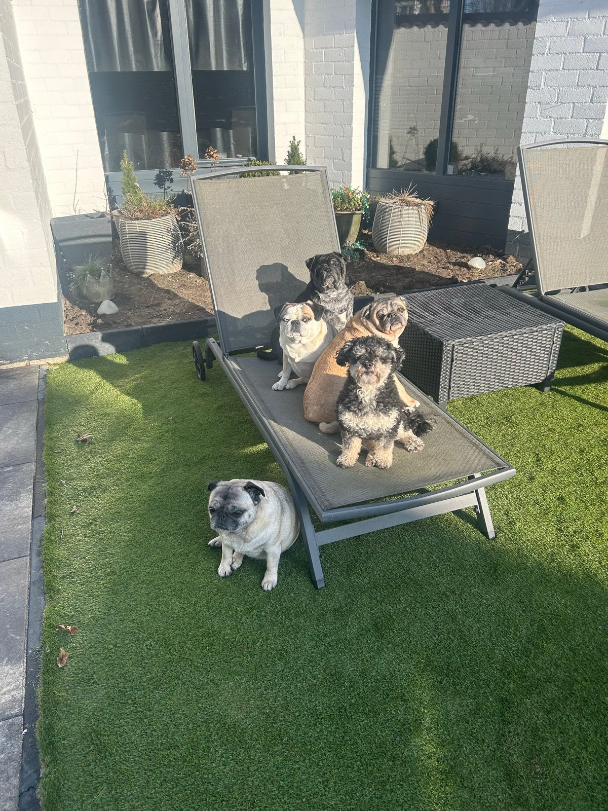 Hondenoppas aan huis gezocht in december, Particuliere oppas