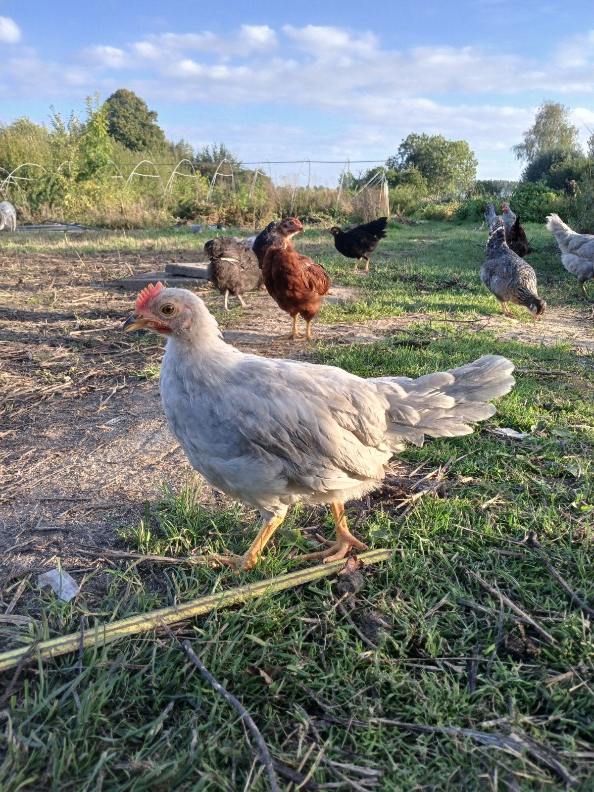 mooie jonge raszuivere hanen (goede legrassen), Dieren en Toebehoren, Mannelijk, Kip