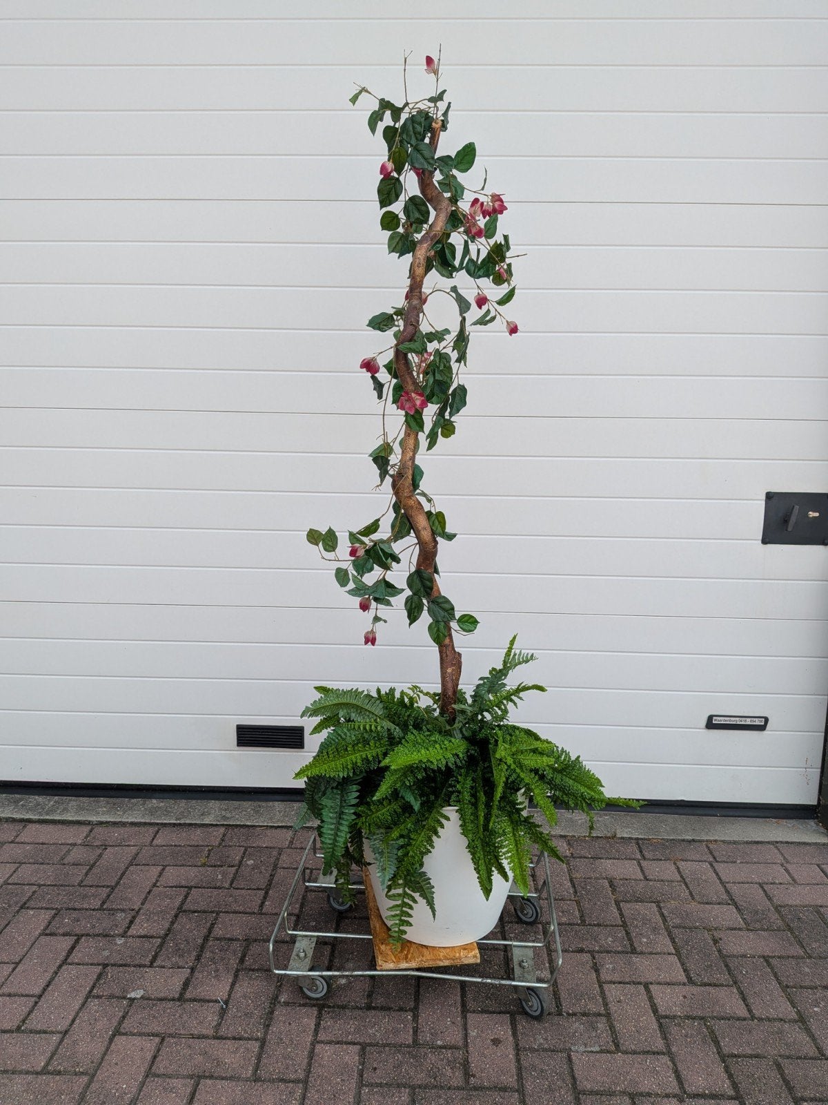 kunst Fuchsia, Ophalen, Overige soorten, Volle zon