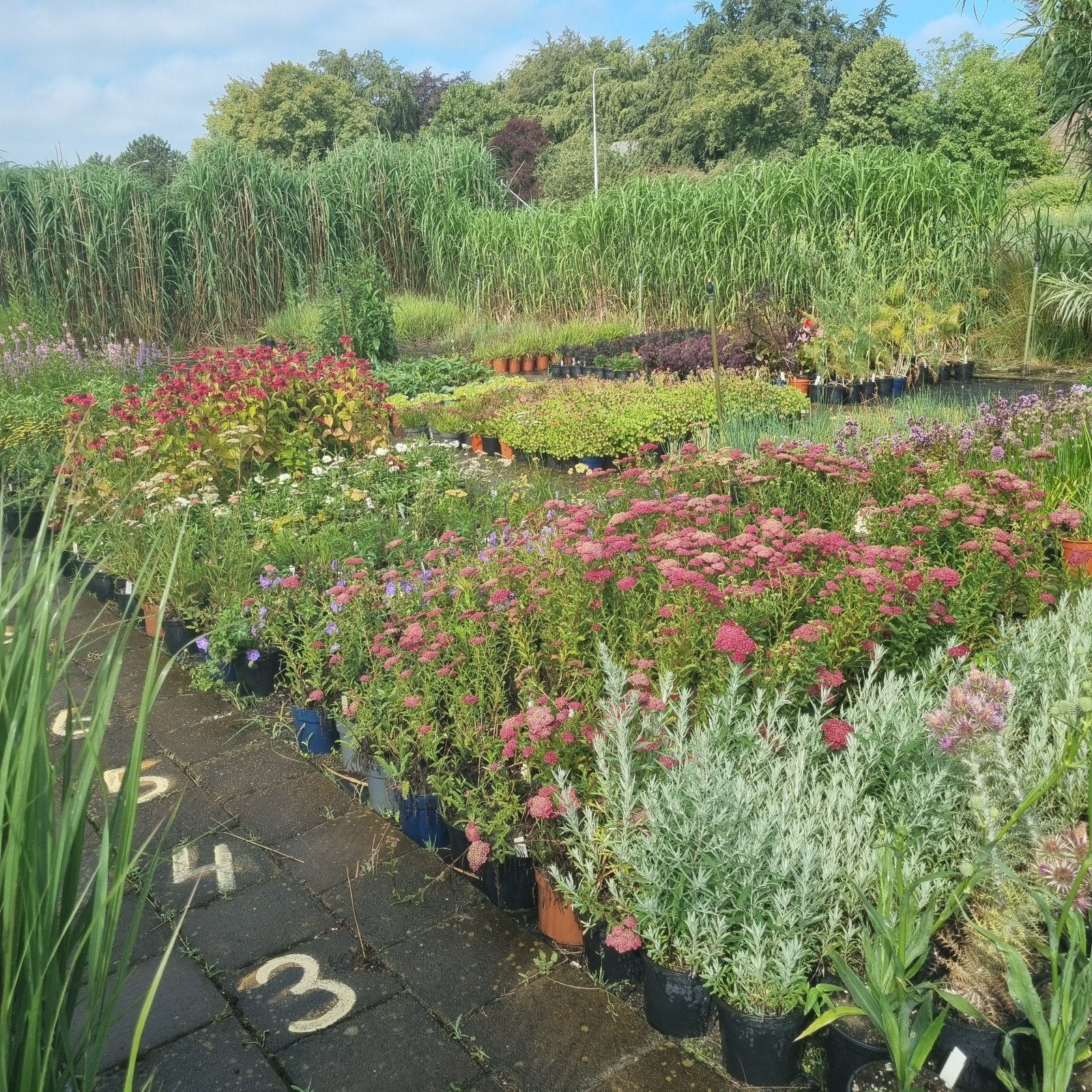 Kwekerij bied diverse planten aan ook particulieren, Ophalen, Siergrassen, Volle zon