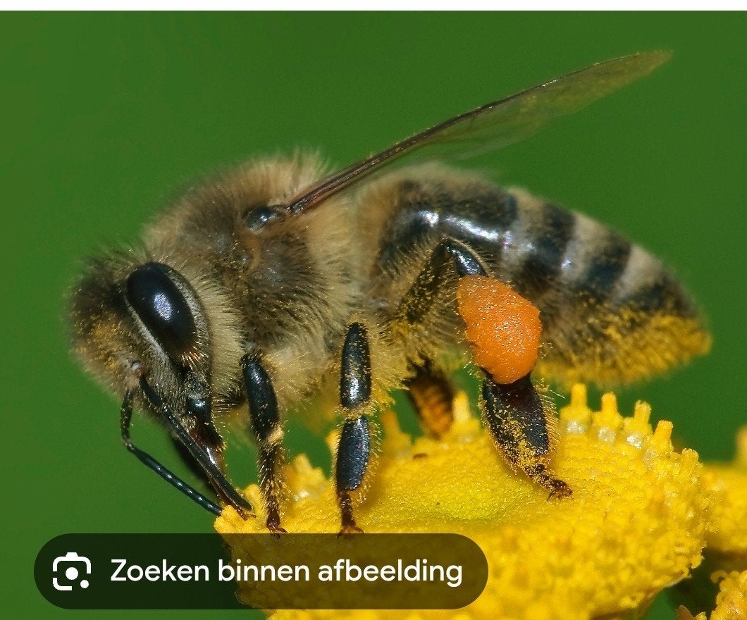 Imker zoekt standplaats in Zaanstad