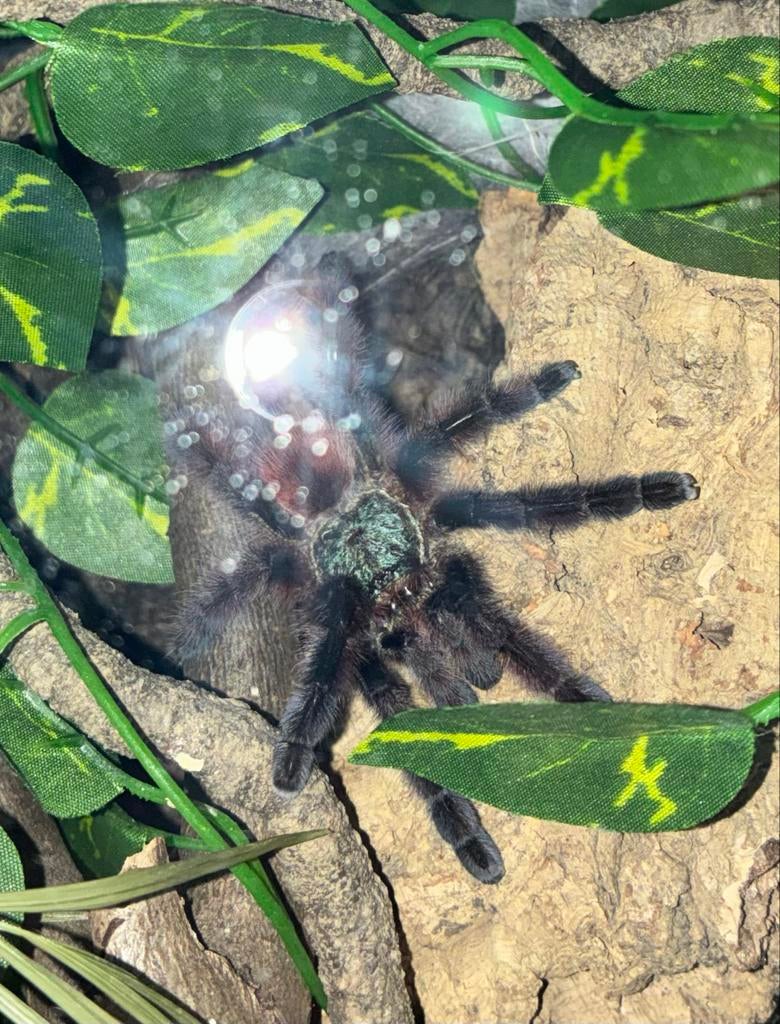 Caribena versicolor verse man, Dieren en Toebehoren, Spin of Schorpioen