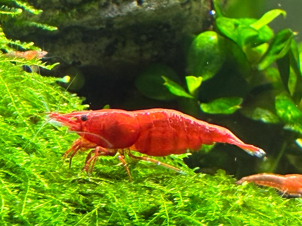 Rode garnalen voor zoetwater aquarium, Dieren en Toebehoren, Vissen | Aquariumvissen, Kreeft, Krab of Garnaal