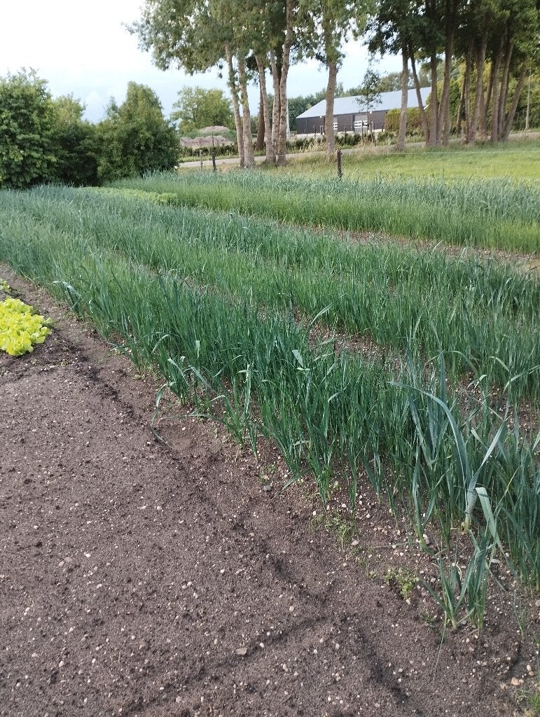 boerenkoolplanten prei planten sla andijvie groenteplanten, Tuin en Terras, Ophalen, Eenjarig, Overige soorten, Volle zon