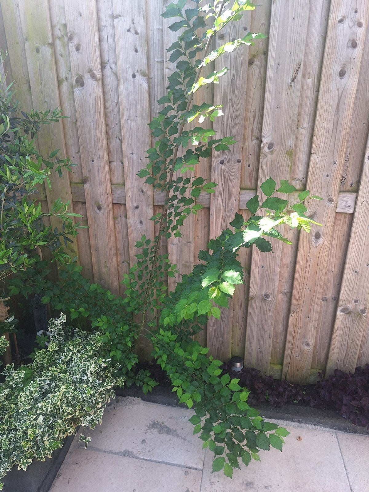 Ulmus Iep boompje, Ophalen of Verzenden, Overige soorten, Halfschaduw