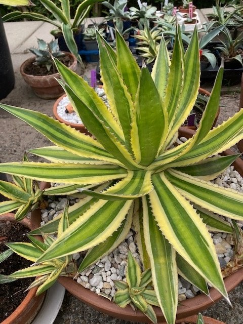 agave lophanta quadricolor, Ophalen of Verzenden, Bloeit niet, Overige soorten, Volle zon