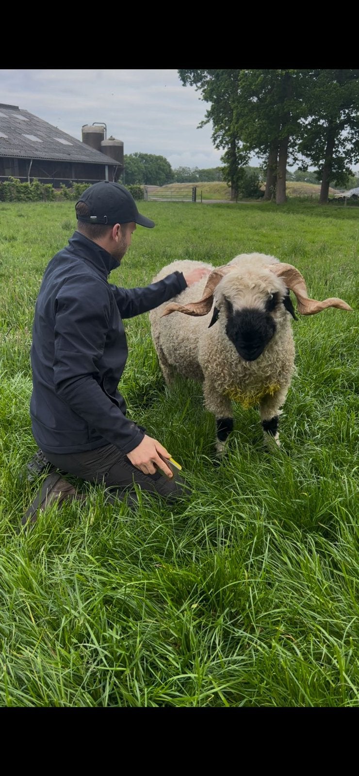 Te koop topdier Aalt Walliser Schwarznase ram, Dieren en Toebehoren, Schapen, Geiten en Varkens, Mannelijk, Schaap, 0 tot 2 jaar