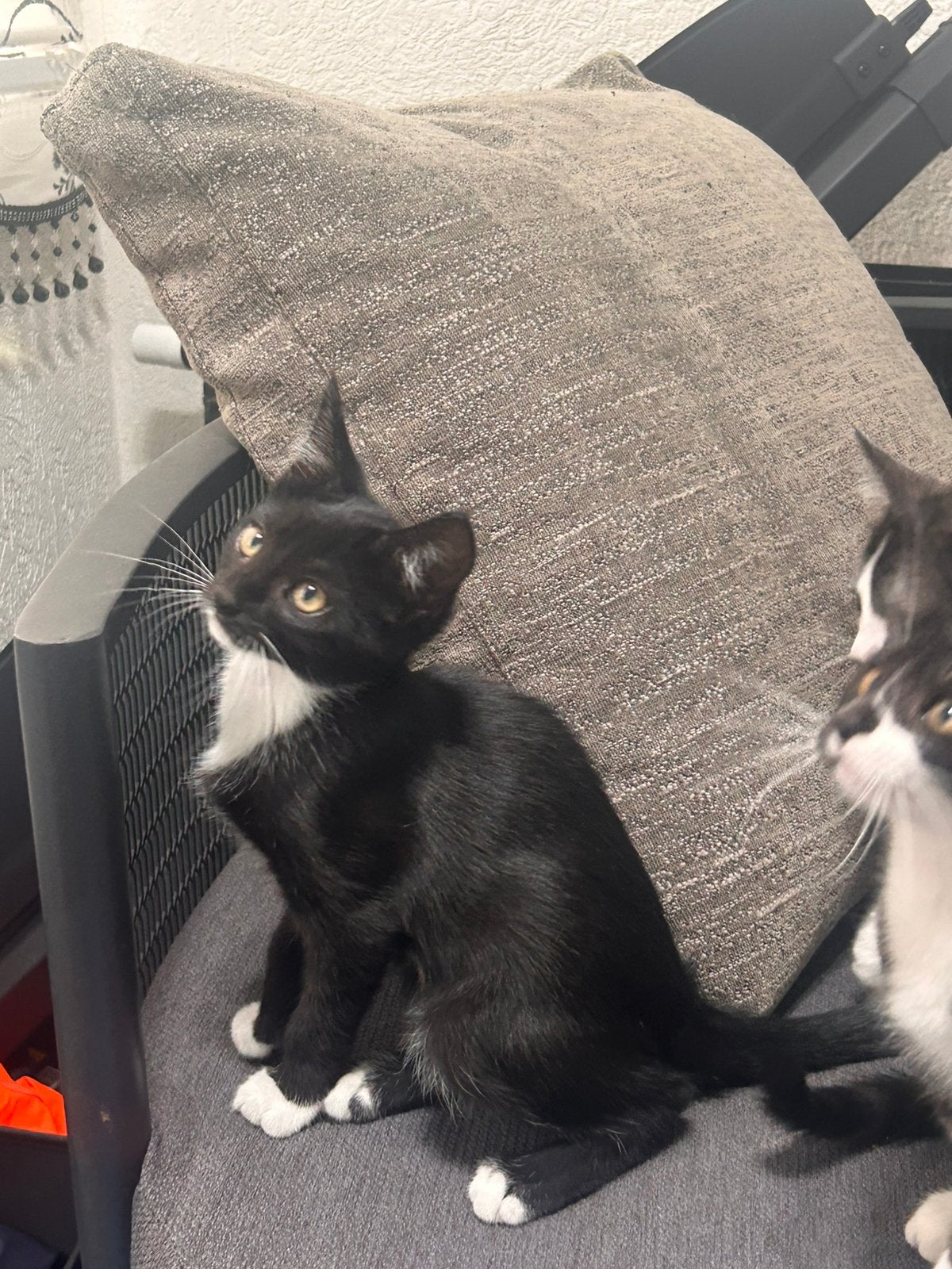 Kittens zoeken huisje, Meerdere dieren, 0 tot 2 jaar