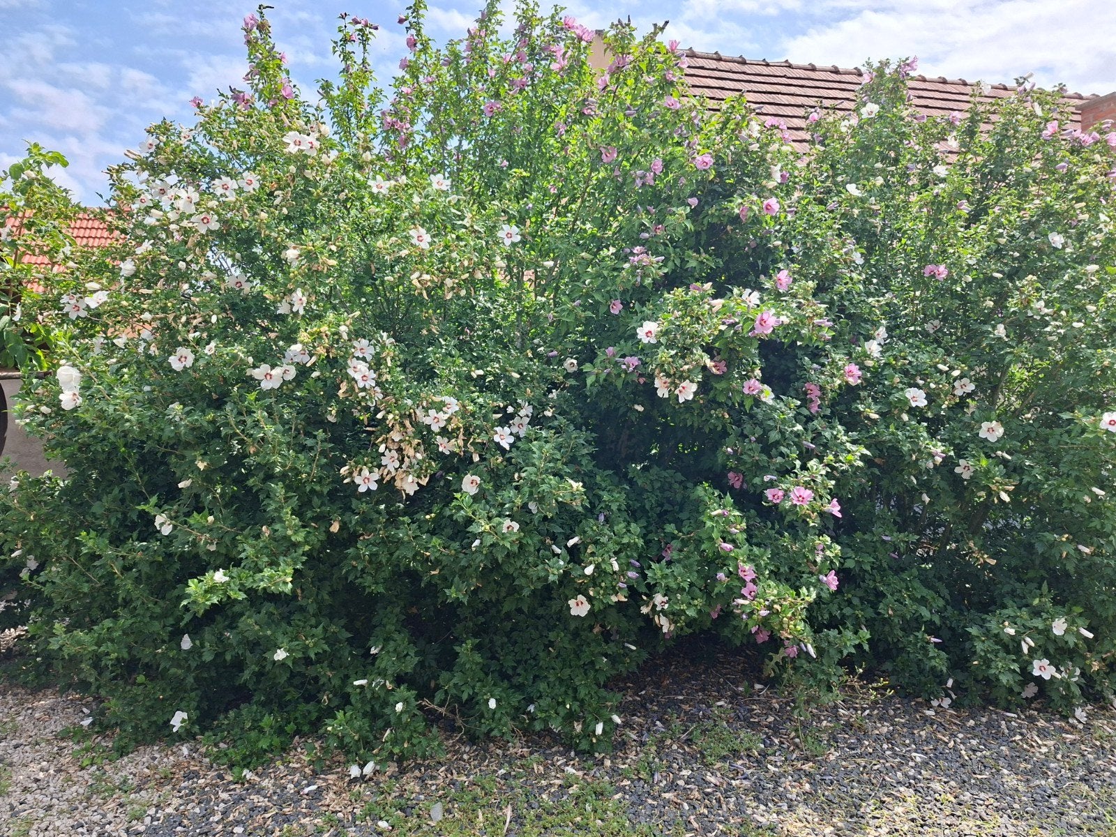 Hibiscus planten, Ophalen, Overige soorten, Volle zon
