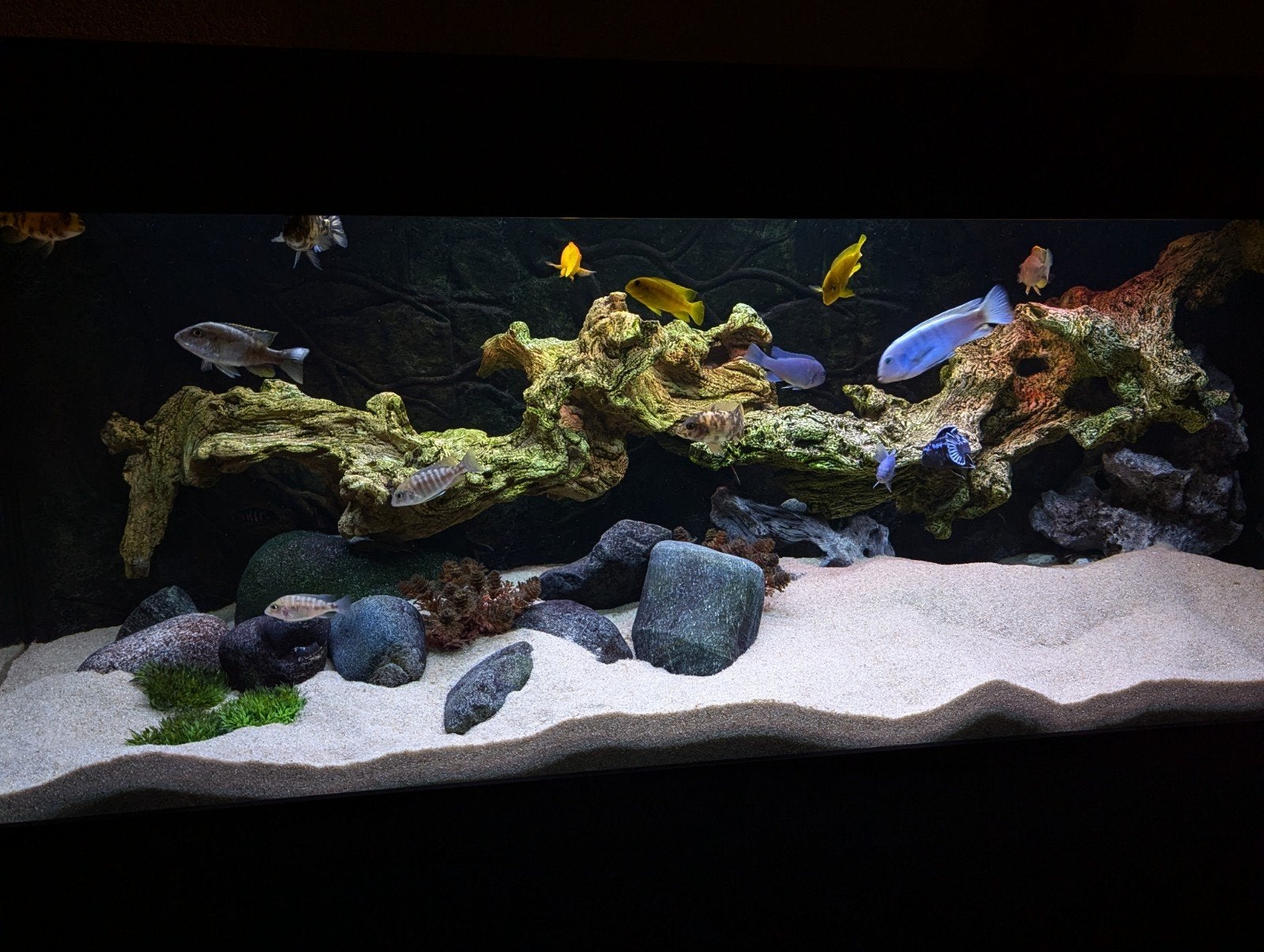 Mooi aquarium met kleine Malawi vissen ., Dieren en Toebehoren, Vissen | Aquaria en Toebehoren, Ophalen, Inclusief toebehoren