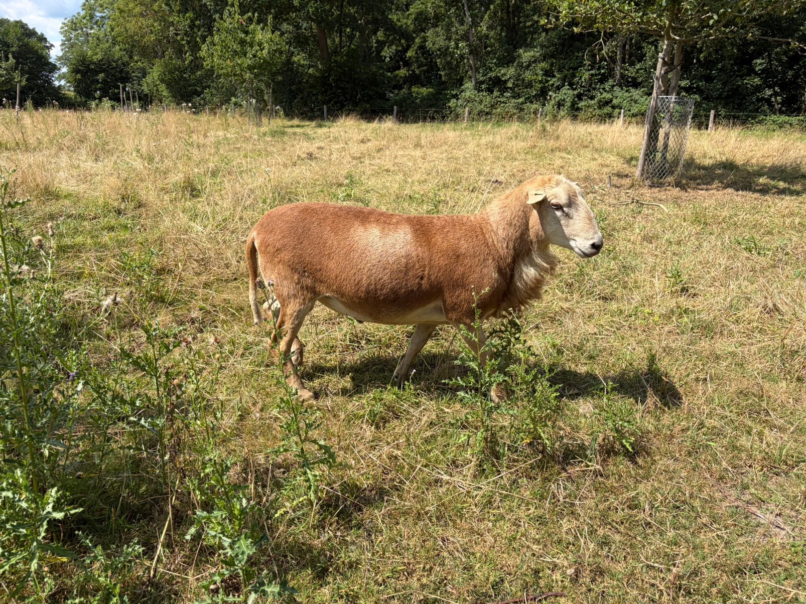Nolana dek ram, Mannelijk, Schaap, 0 tot 2 jaar