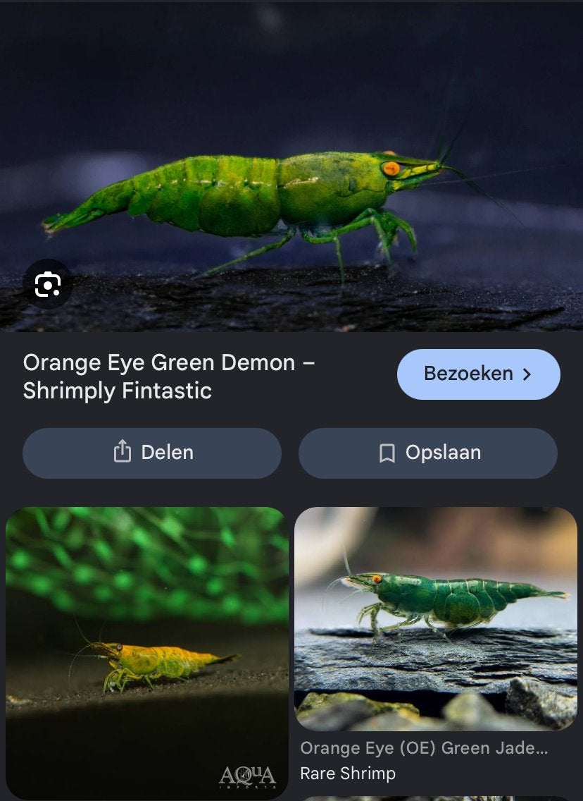 GEZOCHT: Green Jade Orange Eyes, Dieren en Toebehoren, Kreeft, Krab of Garnaal