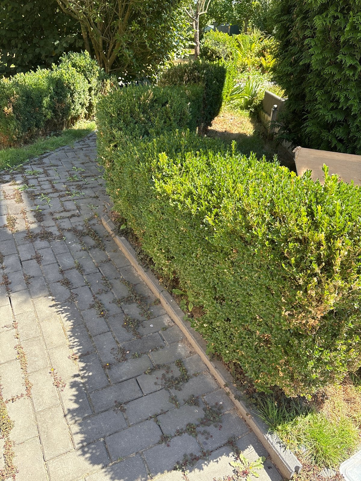 Ruim 70 meter buxus, zelf verwijderen, Vaste plant, Bloeit niet, Halfschaduw, Ophalen