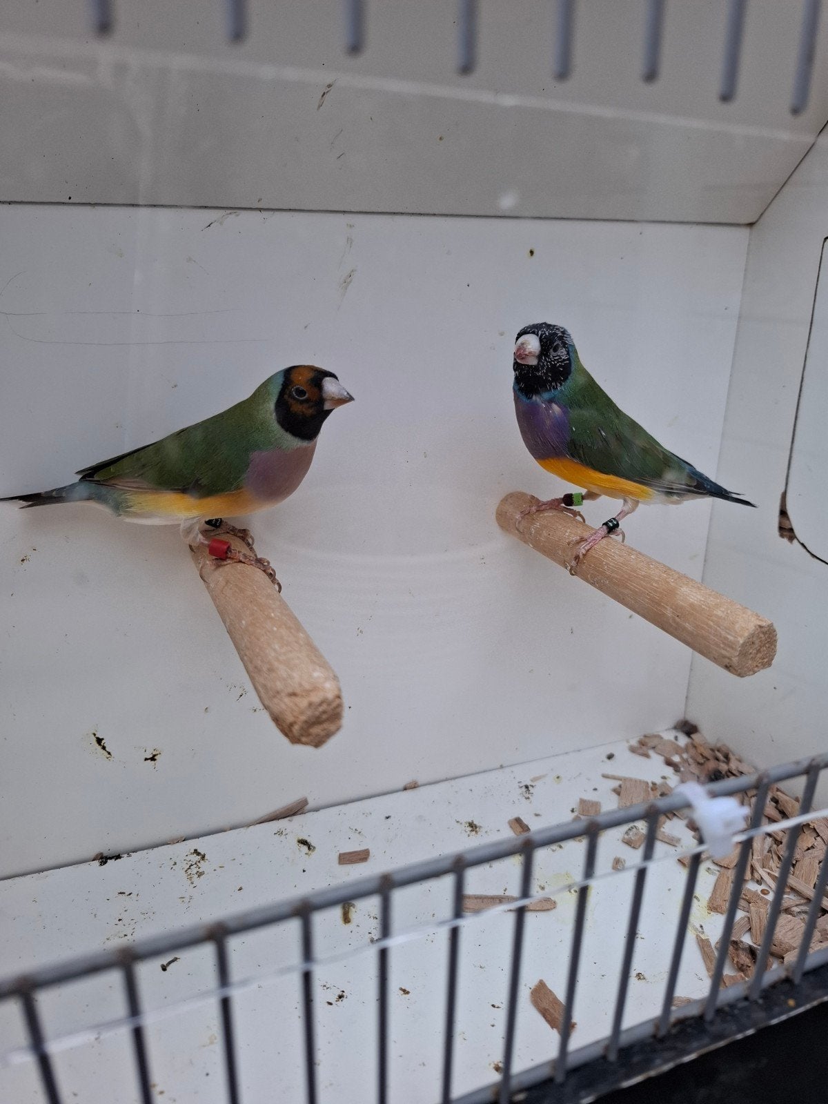 Gouldamadine, Meerdere dieren