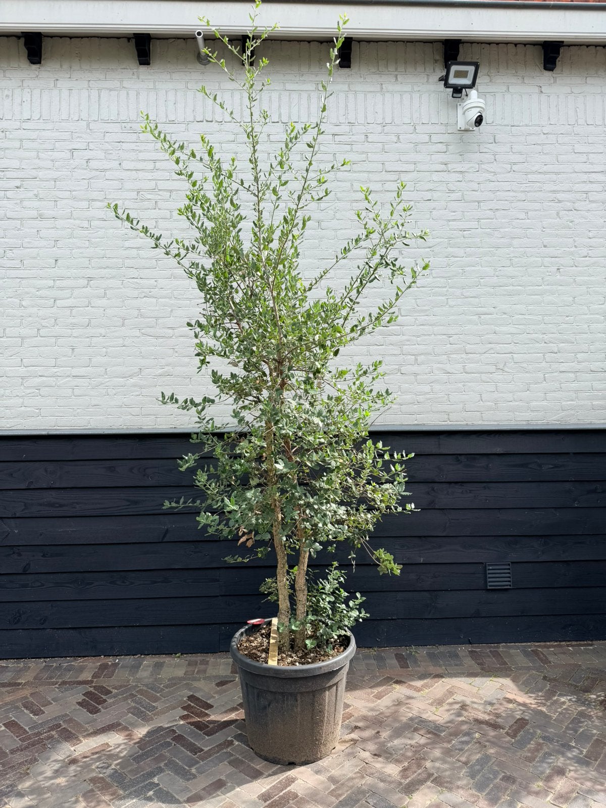 Mooie meerstammige kurkeik, Overige soorten, 100 tot 250 cm, Zomer, Ophalen