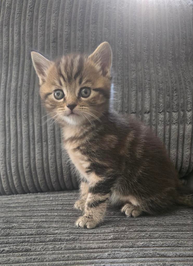 Prachtige Kittens: Maine Coon x Britse Korthaar (Katers), Dieren en Toebehoren, Katten en Kittens | Raskatten | Korthaar, Kater