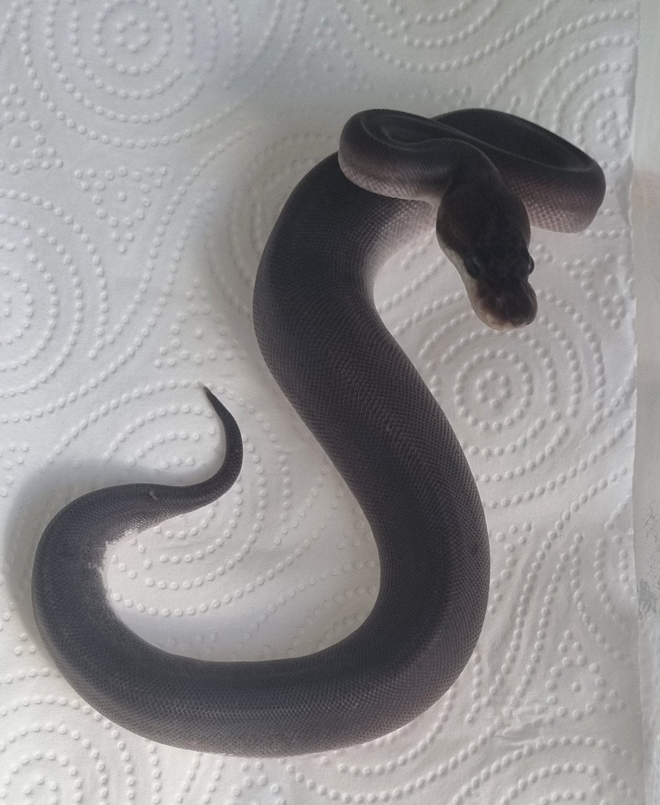 1.0 8 ball ( clown , spotnose , gravel ) koningspython Ball Python photo 2