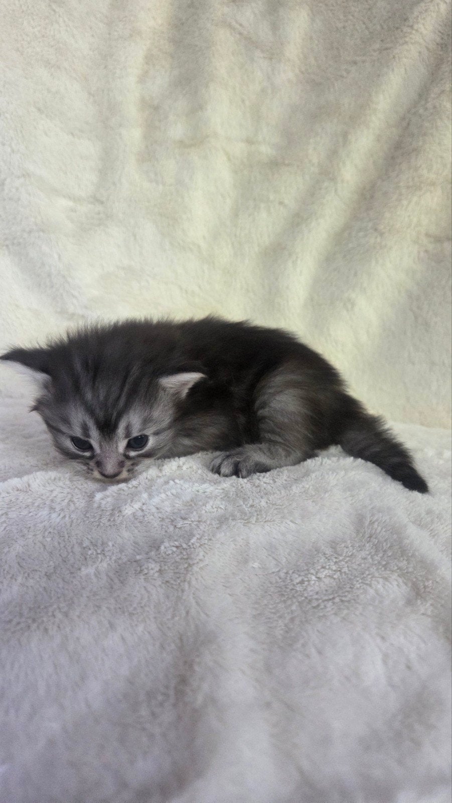 Maine coon kittens, Dieren en Toebehoren, Meerdere dieren, 0 tot 2 jaar