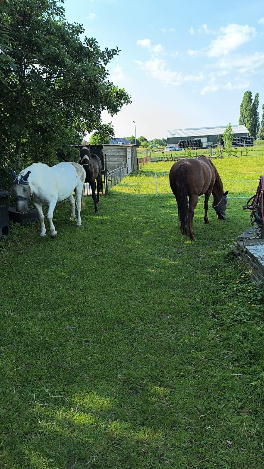 Met spoed gezocht plekje voor 4 paarden
