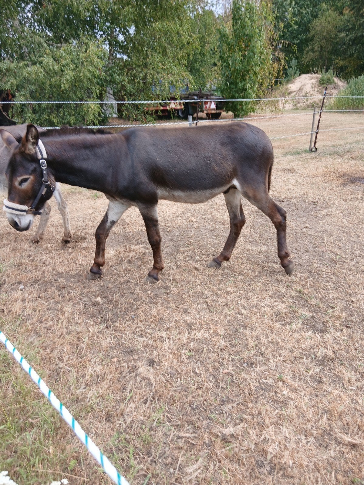 Ezel hengst, Dieren en Toebehoren, December, Mannelijk