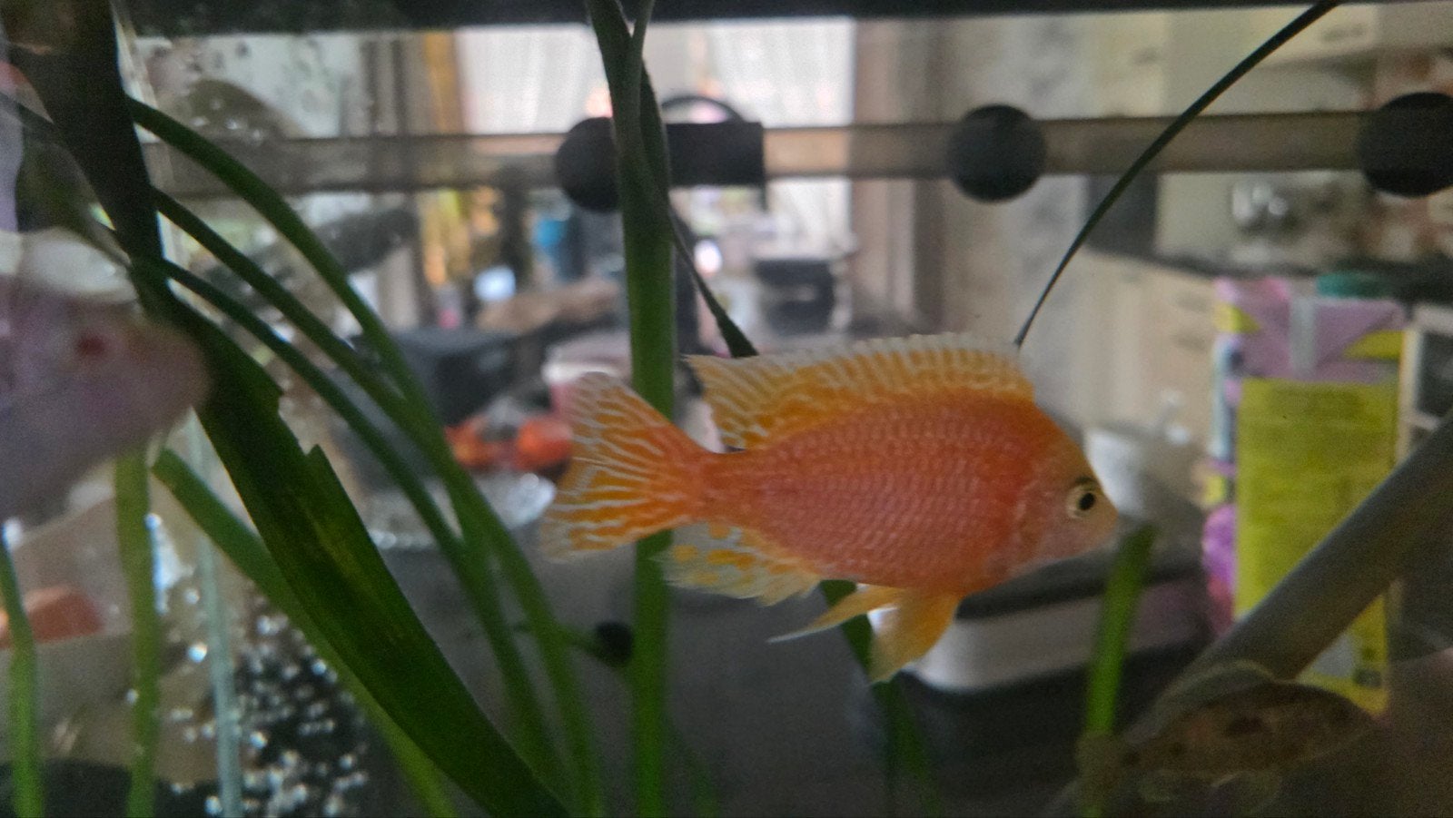 Aulonocara dragon blood 1 man en 4 vrouw, Vis