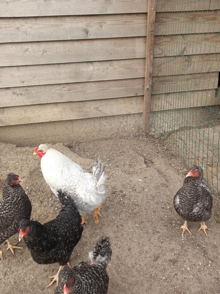 Schijndelaar hennen, Dieren en Toebehoren, Pluimvee, Vrouwelijk, Kip