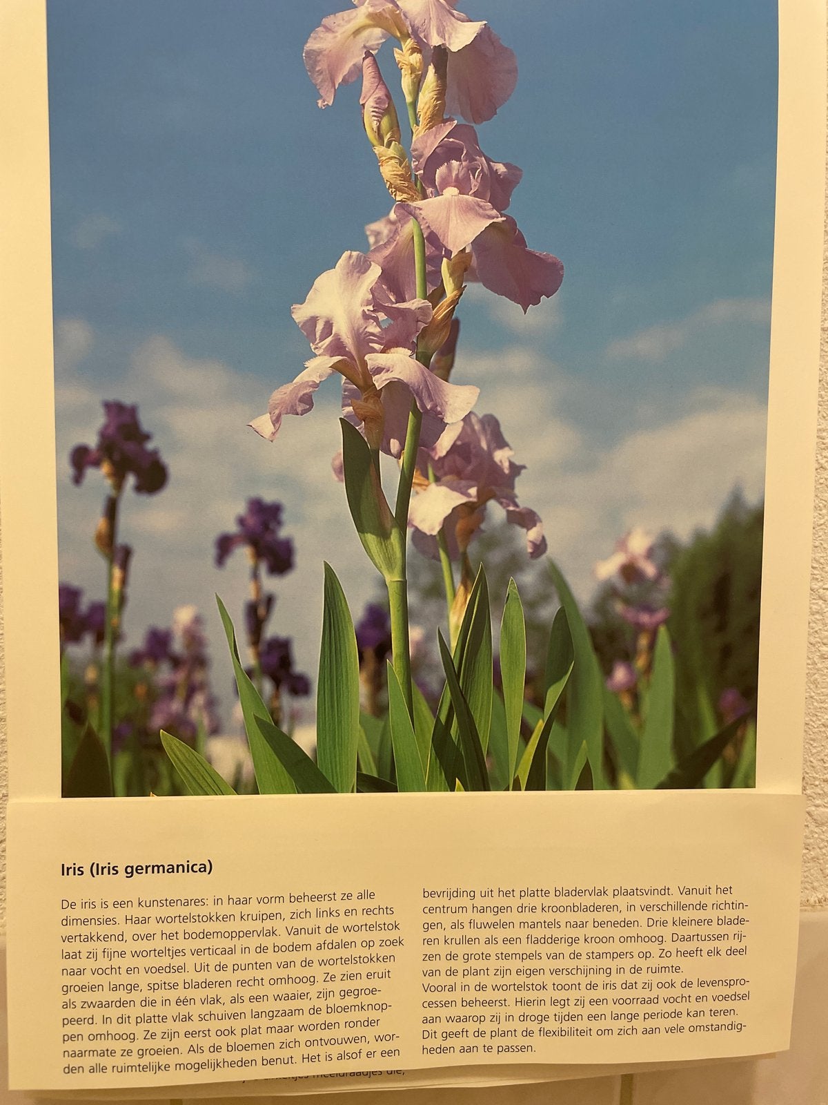 Iris Germanica - Prachtige Vaste Plant voor uw Tuin, Overige soorten, Volle zon, Vaste plant, Ophalen of Verzenden