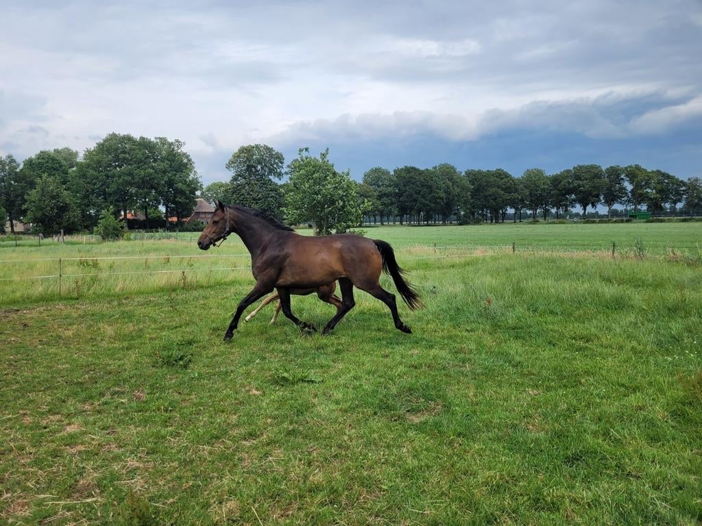 5 jarige merrie en 1 jarige hengst, Merrie, Met stamboom, Dressuurpaard, 3 tot 6 jaar