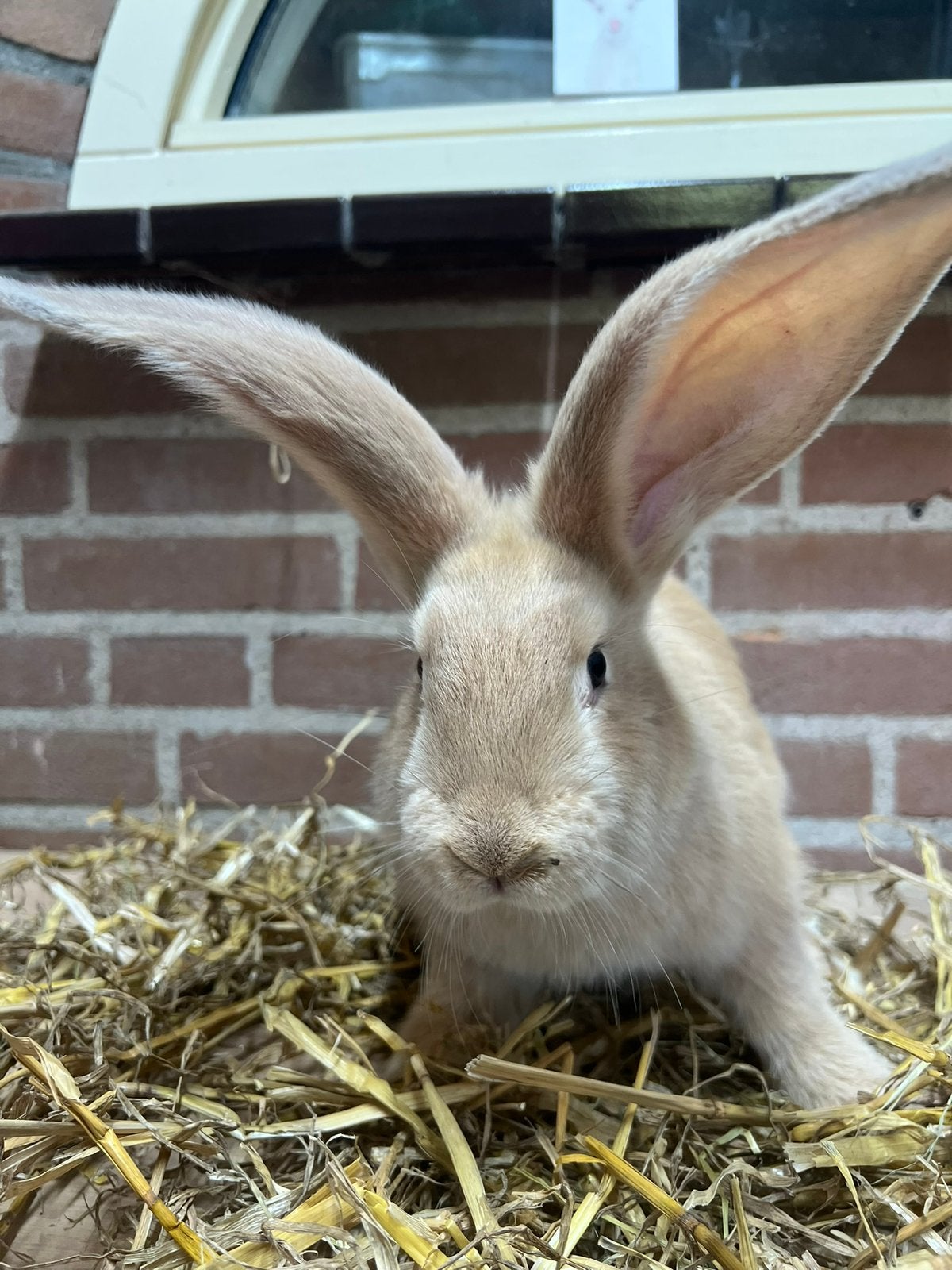 Jonge tamme vlaamse reus ram te koop, Mannelijk, Groot