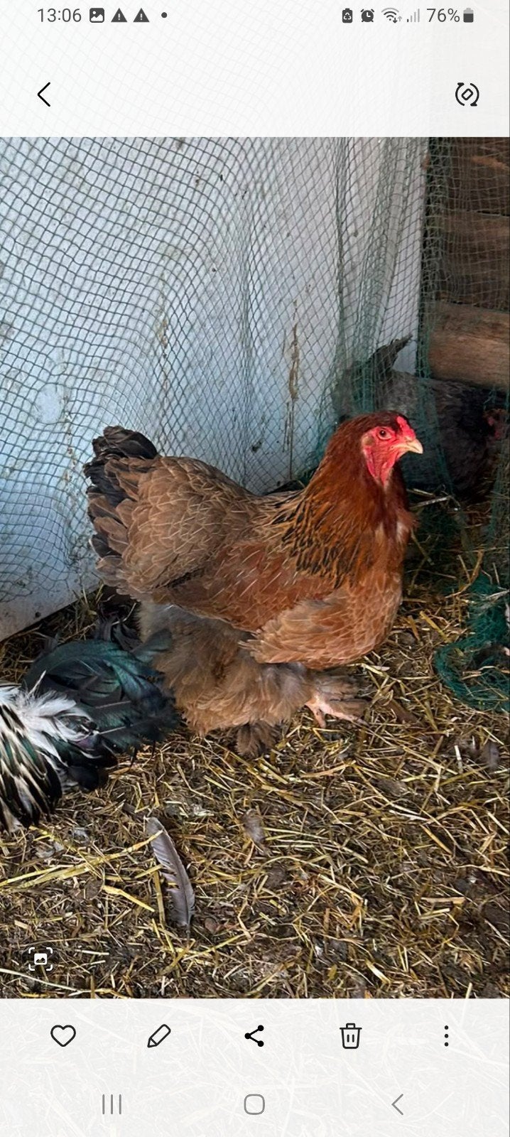 Brahma hen  ( Groot Ras ), Vrouwelijk, Kip