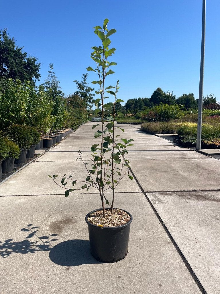 Prunus Accolade – Sierkers, Overige soorten, Lente, Ophalen, Volle zon