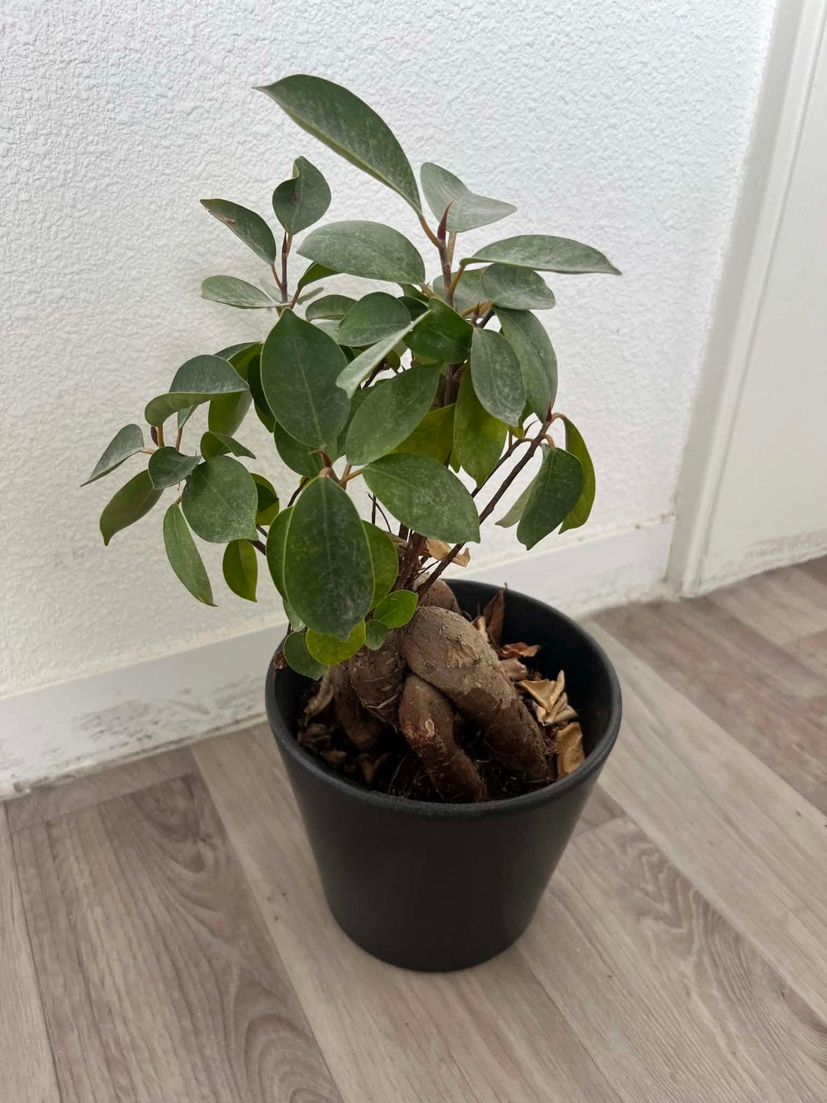 Ficus Ginseng in pot, Ophalen, Ficus, Halfschaduw, In pot
