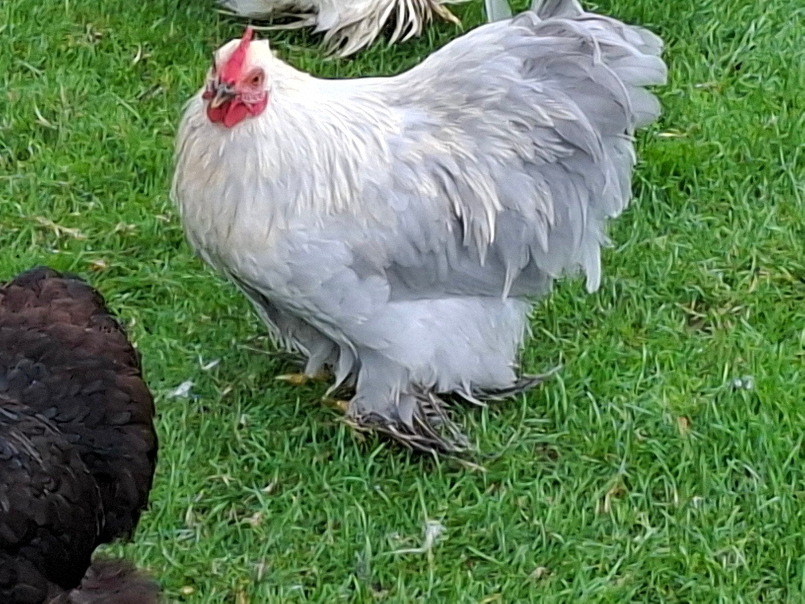 Gratis cochin hanen, grijs, Dieren en Toebehoren, Pluimvee, Mannelijk, Kip
