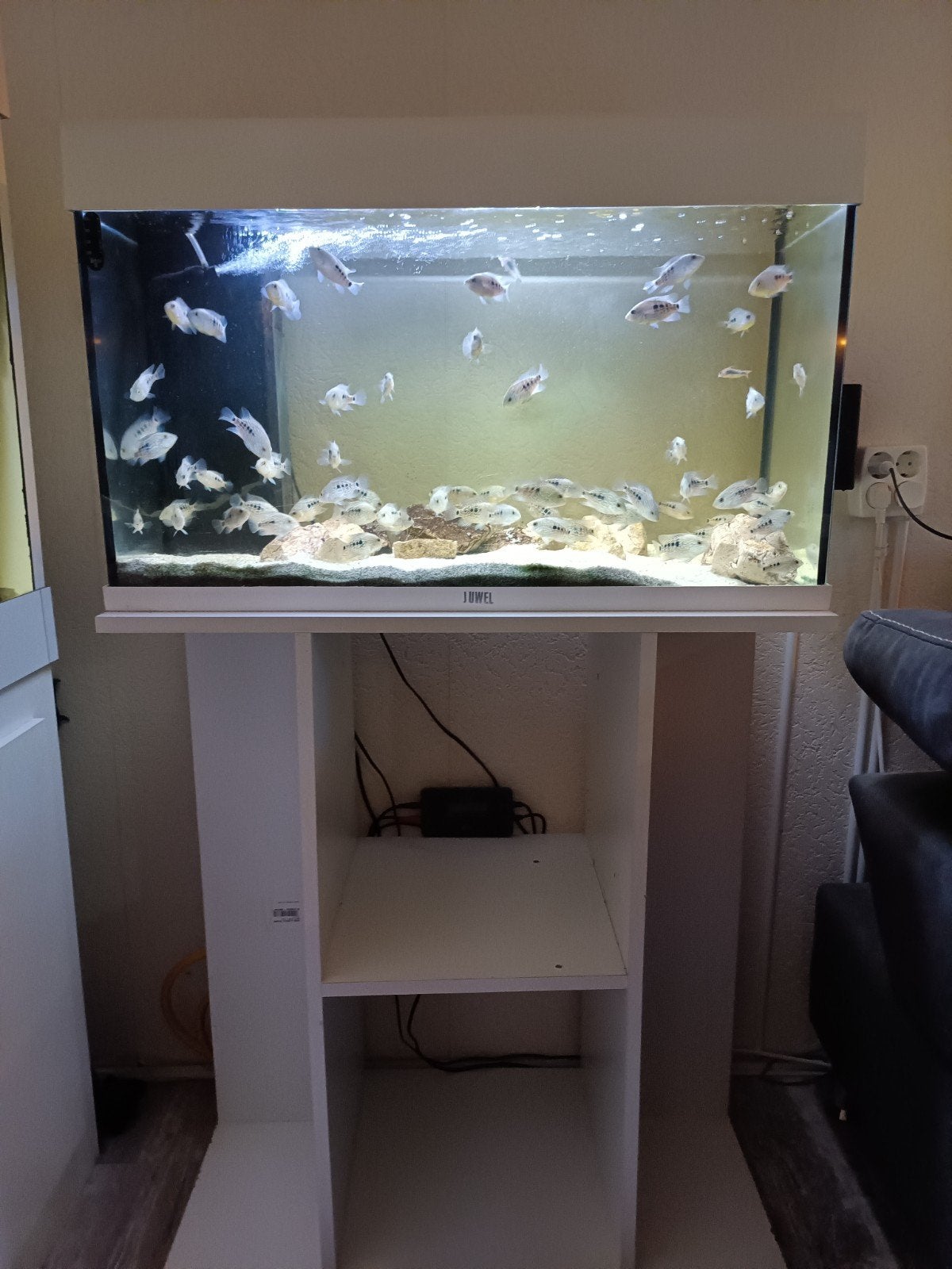 juwel rio 125 ( wit ) met alles erbij., Ophalen, Gebruikt, Gevuld zoetwateraquarium, App-bediening